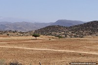 Bolivia Photo - Barren terrain between Tarija and Padcaya with a single tree.