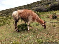 Llama eats grass on the banks of the Island of the Sun in Copacabana. Bolivia, South America.