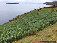 Grande campo de coca que cresce nos bancos da Ilha do Sol em Copacabana. Bolívia, América do Sul.