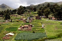 Beautiful countryside around Copacabana on the journey towards La Paz, coca field in the foreground. Bolivia, South America.