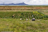 People work with their crops of coca and other plants beside Lake Titicaca. Bolivia, South America.