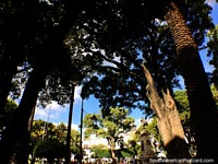 Altas árvores sombreadas em Praça pública 25 de maio em Sucre, bela praça pública. Bolívia, América do Sul.