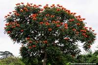 Tree with bright orange and red flowers at Pinata Park in Cobija. Bolivia, South America.