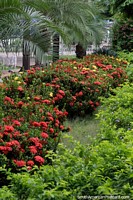 Larger version of A bushy row of red and yellow flowers in the gardens of the plaza in Riberalta.