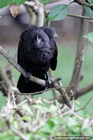 Versão maior do Um de um grupo interessante de pássaros pretos pode ver em volta da praça pública em Riberalta.