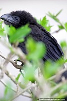 Beautiful black bird with nice beak and fluffy head, the Amazon basin in Riberalta. Bolivia, South America.