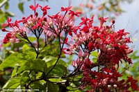 Versão maior do As flores vermelhas e rosa assombrosas conseguem o céu, bela flora na praça pública de Riberalta.