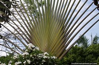 Bolivia Photo - Huge exotic tree with leaves in the shape of a fan at the plaza in Riberalta.