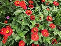 As belas flores vermelhas conseguem a luz solar em jardins em Riberalta tropical. Bolívia, América do Sul.