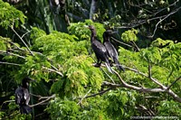 3 pájaros negros del río se sientan en un árbol al lado del río y los humedales en Trinidad. Bolivia, Sudamerica.