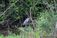 Versão maior do Pássaro junto do rio, procuro a vida selvagem nas áreas alagadas em Trinidad.