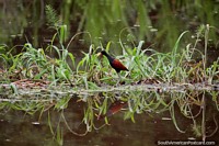 Aves negras y marrones de cara roja y pico amarillo buscan comida en los humedales de Trinidad. Bolivia, Sudamerica.