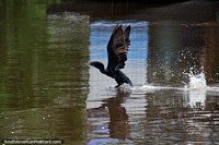 Black bird splashes out of the water with wings spread at Mamore River, Trinidad.
