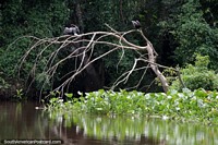 2 pájaros del río secan sus alas en un árbol sobre las aguas de los humedales alrededor de Trinidad. Bolivia, Sudamerica.