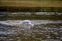 Versión más grande de Delfines nadando en el Río Mamore en Trinidad, una vista fantástica.