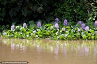 Versión más grande de Flores de color púrpura y lirios, una vista común en la cuenca del Amazonas acuosa alrededor de Trinidad.