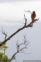 An eagle perched high in a tree top above the river and wetlands around Trinidad. Bolivia, South America.