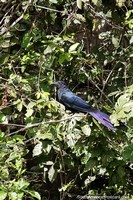 Versión más grande de Pájaro con un abrigo verde oscuro y púrpura encaramado al lado del río en Trinidad.