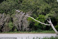 5 identical birds in a row perched on a branch in the middle of the river in Trinidad. Bolivia, South America.