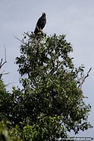 Black eagle has a grand view to spot prey in Amazon wetlands around Trinidad. Bolivia, South America.