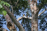 2 yellow and blue macaws sit high in a tree beside the river in Trinidad.