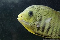 Peixe amarelo com milhares de lugares no aquário em Museu Icticola em Trinidad. Bolívia, América do Sul.