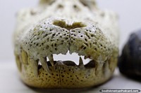 Caveira de um crocodilo em monitor em Museu Icticola em Trinidad. Bolívia, América do Sul.