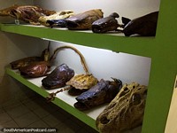 A exposição assombrosa de caveiras e esqueletos do vário Amazônia pesca espécies no Museu Icticola, Trinidad. Bolívia, América do Sul.