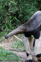 Larger version of An anteater looks for ants to eat at Santa Cruz zoo.