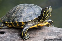 Versão maior do Uma bonita tartaruga marïtima senta-se em um log de madeira no jardim zoológico de Santa Cruz.