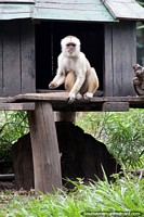 Capuchin monkey, only found in South America, white in color, Santa Cruz zoo. Bolivia, South America.