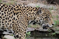 Jaguar ou Tigre americano, pode capturar jacarés, jardim zoológico de Santa Cruz. Bolívia, América do Sul.