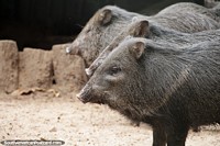 Pecari pigs, bristly with triangle-shaped heads, Santa Cruz zoo.