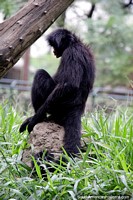 O macaco de aranha, completamente preto, encontrado na Bolïvia, Brasil e Peru, vive para 40 anos, jardim zoológico de Santa Cruz. Bolívia, América do Sul.