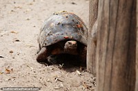 Red-footed turtle, they live for 100yrs, found in Central and South America, Santa Cruz zoo.