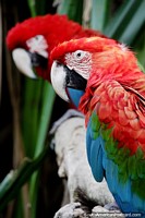 Red, green and blue macaw sits peacefully beside a friend at Santa Cruz zoo. Bolivia, South America.