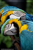 Par de guacamayos juegan y arañan en el santuario de aves en el zoológico de Santa Cruz. Bolivia, Sudamerica.