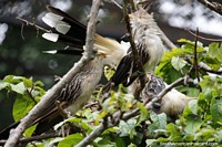3 cheeky birds in a tree up to mischief at the bird sanctuary at Santa Cruz zoo. Bolivia, South America.