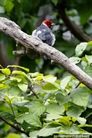 Grey bird with a bright red head sits on a branch at Santa Cruz zoo. Bolivia, South America.