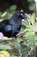 Crow, dark black bird with shades of blue at the bird sanctuary at Santa Cruz zoo. Bolivia, South America.
