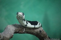 Black and white snake, non venomous, grows to 2.5 meters in length, Santa Cruz zoo. Bolivia, South America.