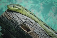 Large green anaconda, snake from the Beni, Pando and Santa Cruz regions, grows to 5 meters, Santa Cruz zoo. Bolivia, South America.
