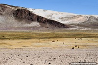 Llamas pastan en las llanuras con montañas blancas y negras en la distancia, entre Potosí y Tica Tica. Bolivia, Sudamerica.