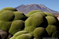 Green fungi in the shape of large balloons grows on rocks and a distant mountain in the Uyuni desert. Bolivia, South America.