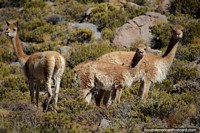 Vicunha, animais do sertão no deserto de Uyuni, como o guanaco vivem na alta altitude. Bolívia, América do Sul.