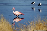 Pink flamingo at Canapa Lagoon, fantastic reflection in the water, Uyuni desert. Bolivia, South America.