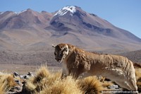Wild cat, taxidermy, shot 2 years earlier, pictured in front of a snow-capped mountain in the Uyuni desert. Bolivia, South America.