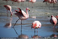 Bolivia Photo - Handsome flamingo at Hedionda Lagoon, an amazing bird to look at, Uyuni desert.