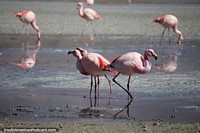 3 flamingos do a little dance, they have interesting beaks, Hedionda Lagoon, Uyuni desert. Bolivia, South America.