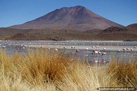 Hundreds of flamingos to see at Hedionda Lagoon during the 3 day tour of the Uyuni salt flats. Bolivia, South America.